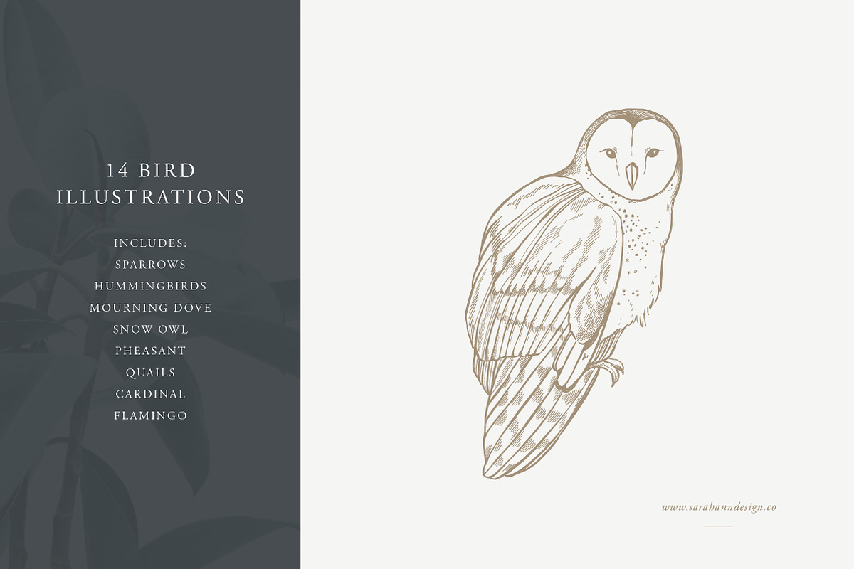 Bird Illustrations: Vector Pack, an Illustration by Sarah Ann Design (Photo 3 of 6)