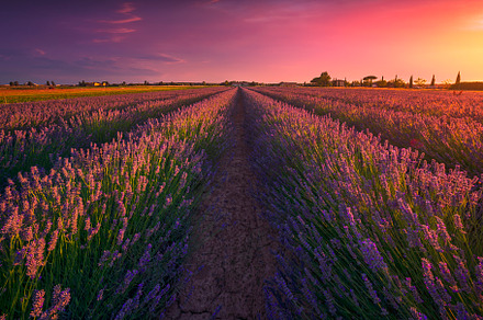 Lavender flowers fields at sunset, a Nature Photo by Stefano Orazzini