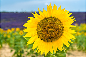 Sunflowers with bees in a field of, a Nature Photo by Leonid Andronov