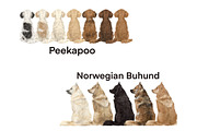 Watercolor Dog Clipart. Dog Breeds, an Animal Illustration by ColorfulPT (Thumbnail 6 of 8)