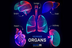 Vector set of human inner organs