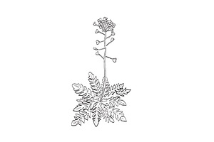 Shepherd's Purse Wild Plant Drawing