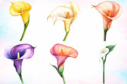 Watercolor Calla Lily Flower Clipart, a Seasonal Illustration by Canvas Craft (Thumbnail 2 of 3)