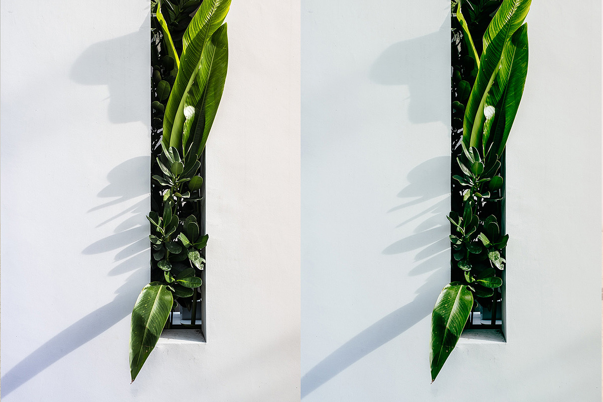 Fuji Pro 160NS — Lightroom, a Preset Add-On by colorituals (Photo 8 of 8)