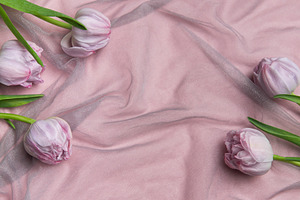Pink tulips framing a pink background with copy space covered by, a Beauty & Fashion Photo by Olena Rudo