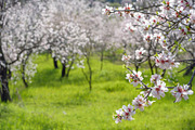 Blossoming almond trees, a Nature Photo by Fruits+Veggies (Thumbnail 3 of 17)