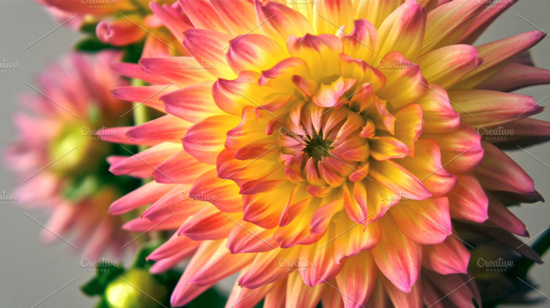 Pink And Yellow Dahlia 1 Stock Photo Containing Flower And Dahlia