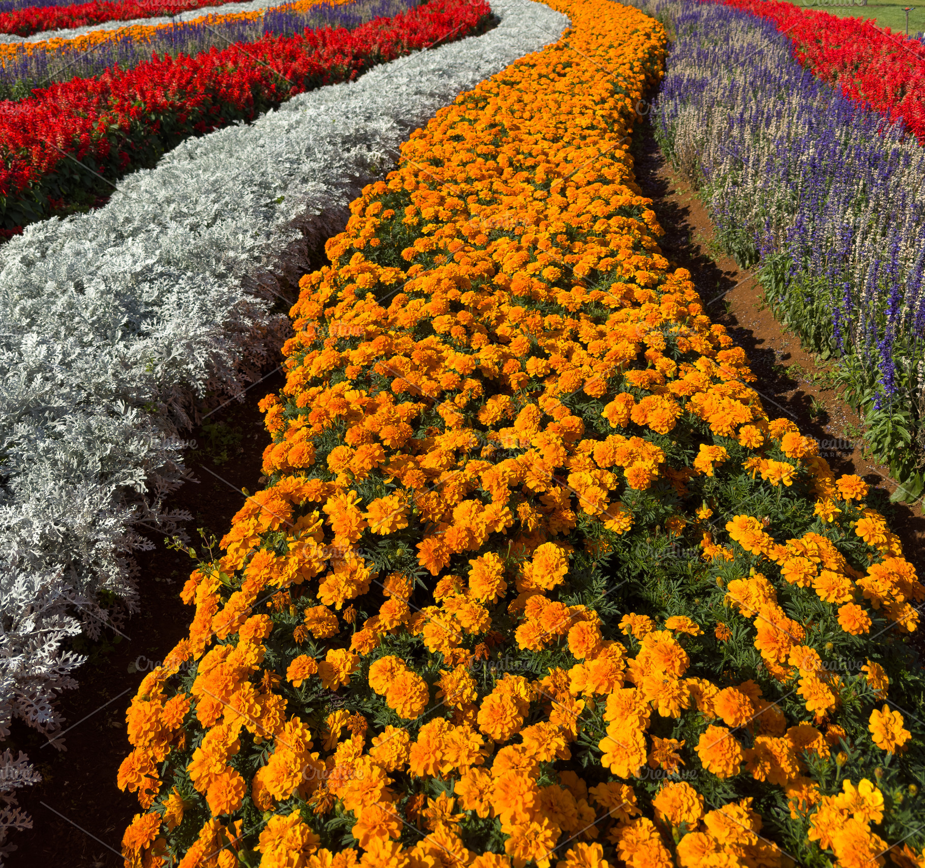 Orange Marigold Flowers, a Nature Photo by THP Creative