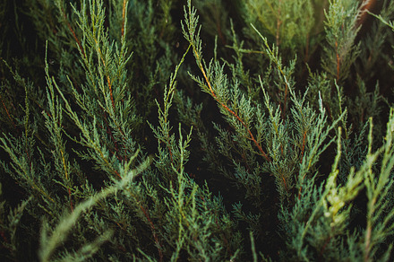 Pine tree branch