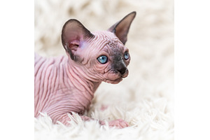 Canadian Sphynx Cat kitten with big, an Animal Photo by Alexander-Piragis