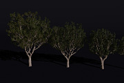 The Black Board Tree, a Plants & Tree 3D Model by FuturePastCreatives (Thumbnail 2 of 6)