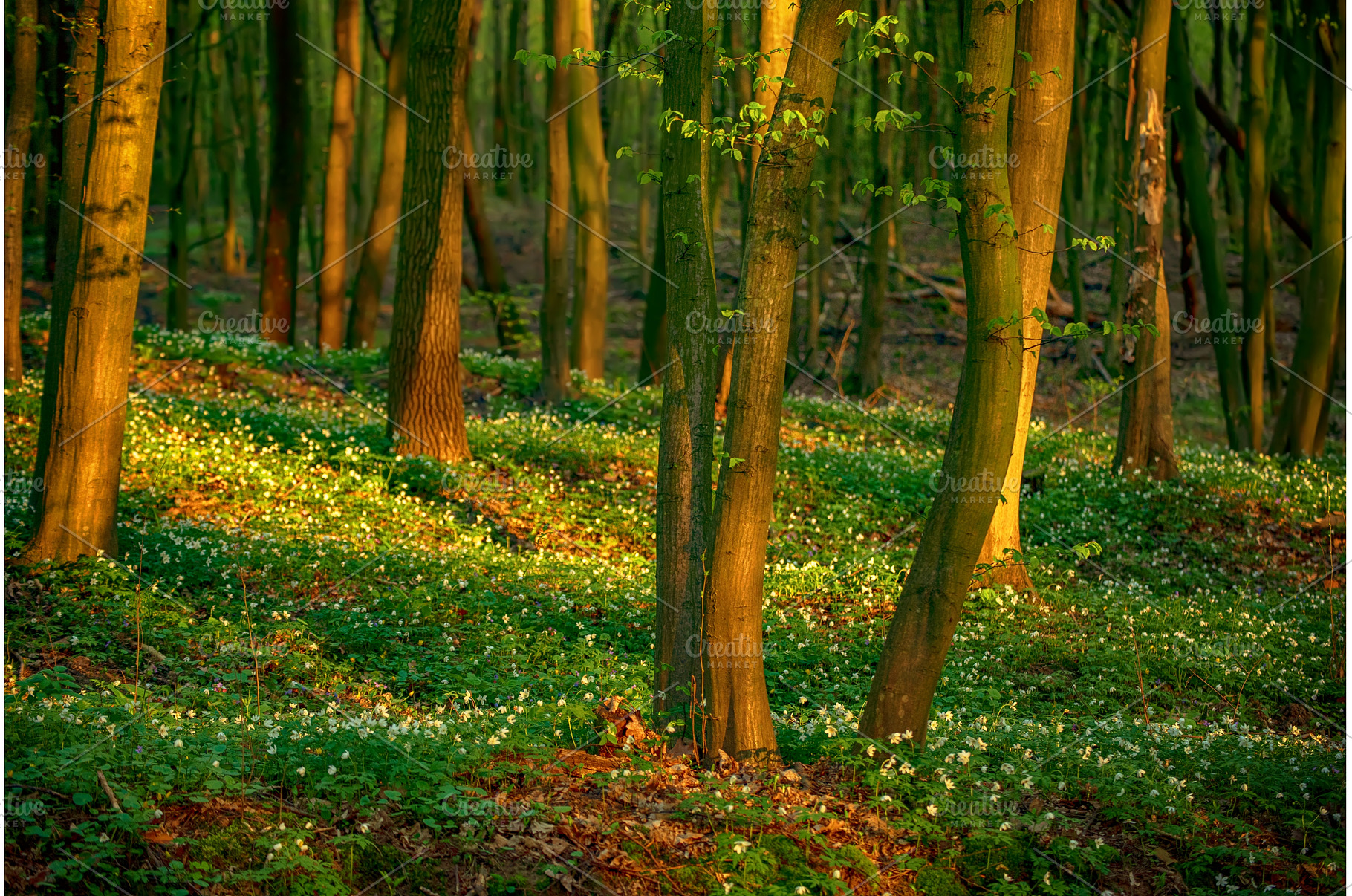 Flowering green forest with white, a Nature Photo by Nature and travel