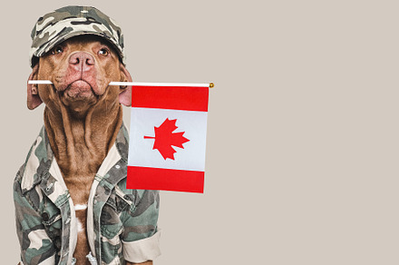 Cute brown dog, American Flag and military shirt