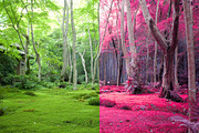 454 Infrared Fantasy Pro LUTs, a Preset Add-On by ShutterPro (Thumbnail 43 of 48)