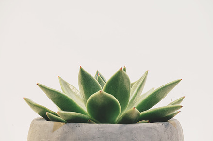 Potted succulent featuring white background, succulent, and plant, a Nature Photo by Scott Webb