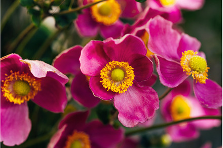 Bright purple autumn anemone flowers