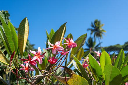 Frangipani flowers in Hiva Oa, Marquesas Islands, French Polynes