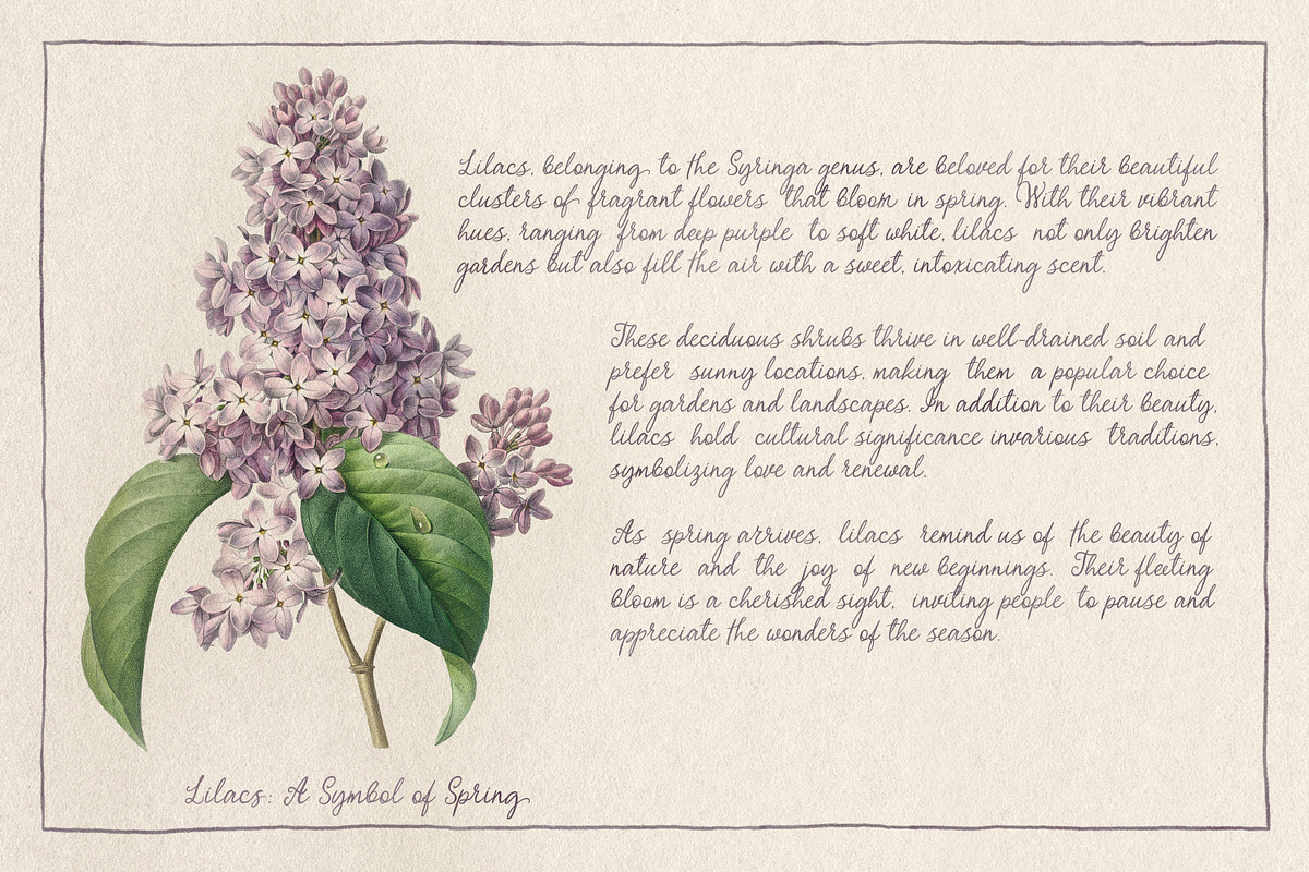 Myrtle Aroma Handwritten Script, a Handwritten Font by AnMark (Photo 3 of 17)