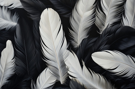 Black and white feathers as backgrou, a Photo by Iftikhar Alam