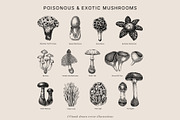 Mushrooms Vector Illustration Bundle, a Food Illustration by Yevheniia (Thumbnail 5 of 8)