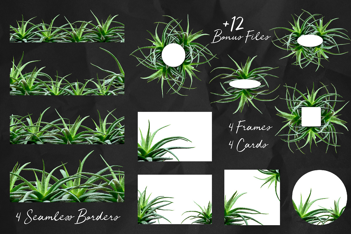 Succulents -Real Haworthia Specimens, an Object Graphic by Turning Moss (Photo 5 of 9)