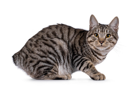 Kurilian Bobtail cat on white