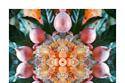 Muit Co · Retro Fruit Mandalas, a Food Illustration by milatovar (Thumbnail 16 of 22)