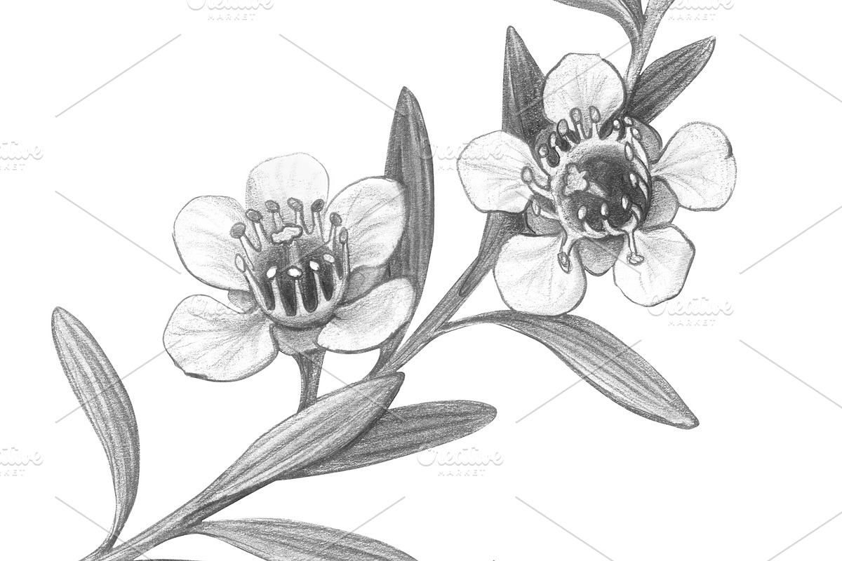 Manuka Pencil Drawing, a Healthcare Illustration by Anna Repp Illustration (Photo 3 of 4)