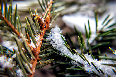 littered spruce pine branch, close-up, a Nature Photo by TanaCh