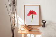 Botanical art - amarillis flowers, an Object Graphic by ViktoriArt (Thumbnail 14 of 14)