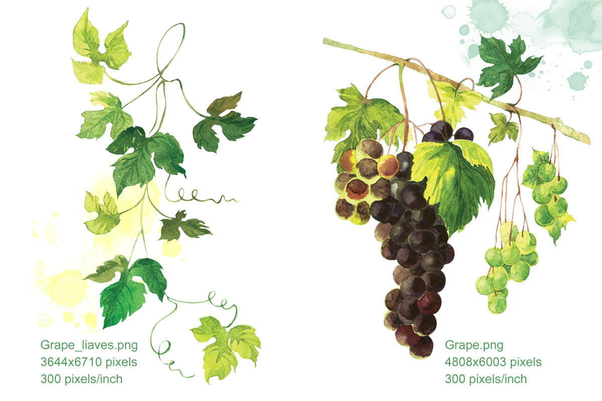 Watercolor Grapes & Ornament Set, an Illustration by Marina.Markizova (Photo 4 of 5)