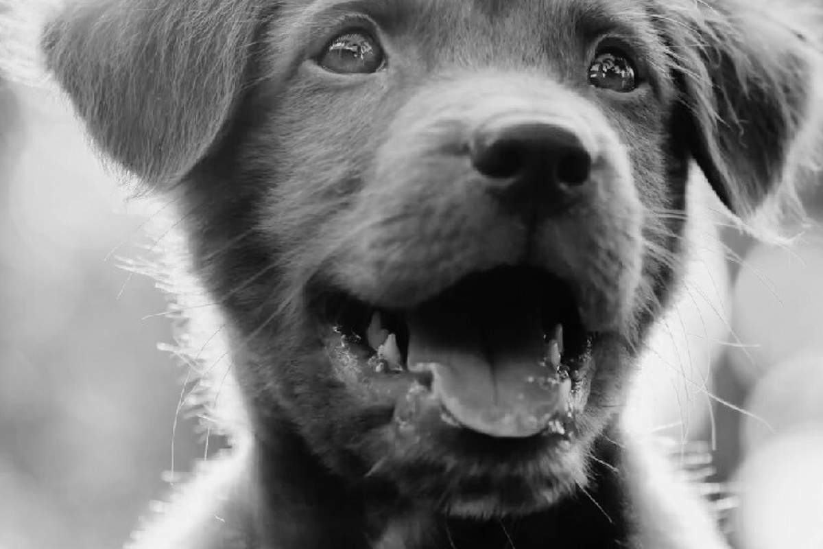 Adorable Puppy with open mouth, an Animal Photo by Fardosai Studio (Photo 1 of 2)