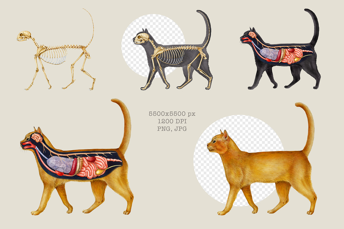 Animal Anatomy Study Pack, an Education Illustration by AnitaPol (Photo 5 of 20)