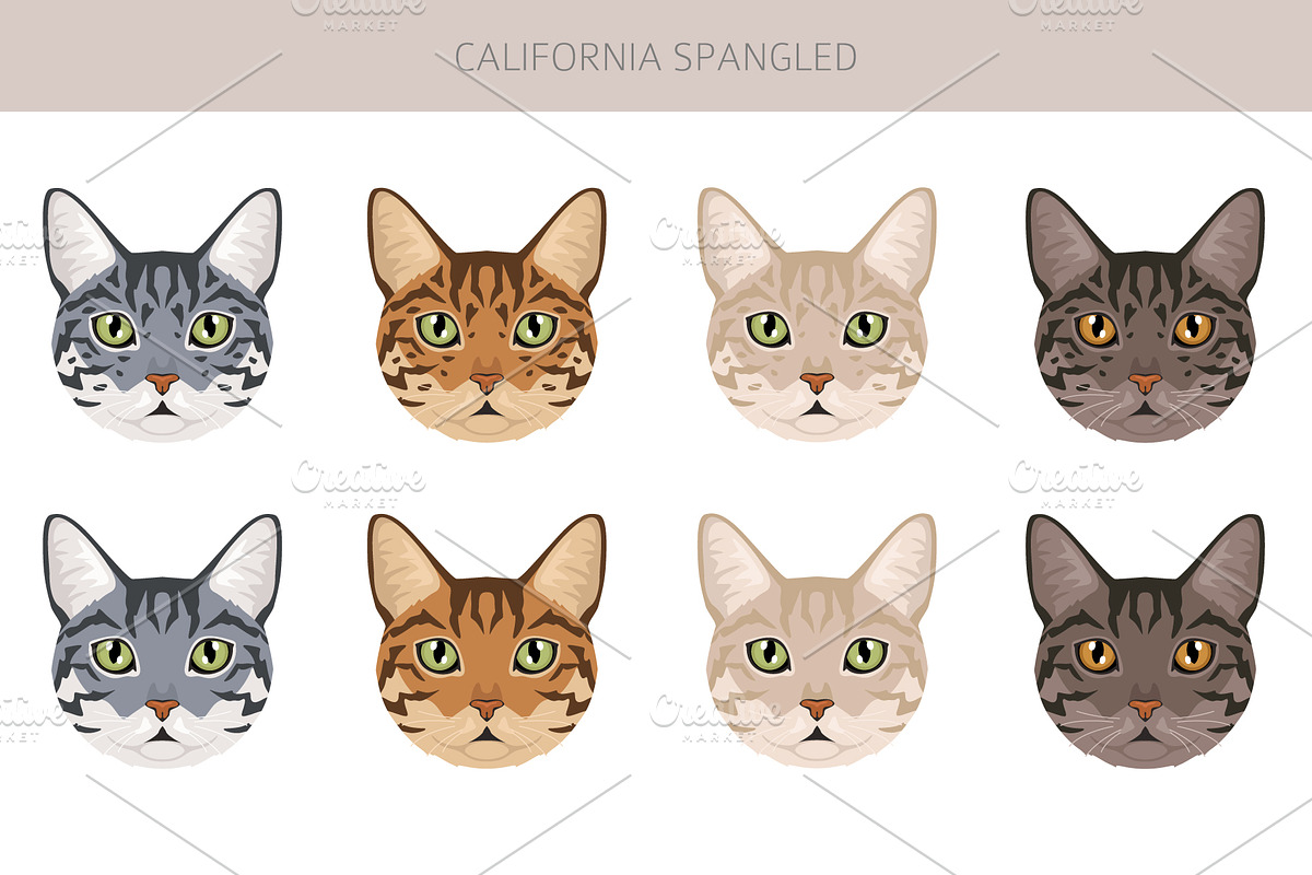 California Spangled Cat clipart set, an Animal Illustration by pet design shop (Photo 5 of 6)
