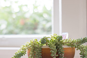 Living with Plants Photo Bundle, a Nature Photo by Wellness Stock Market (Thumbnail 4 of 11)