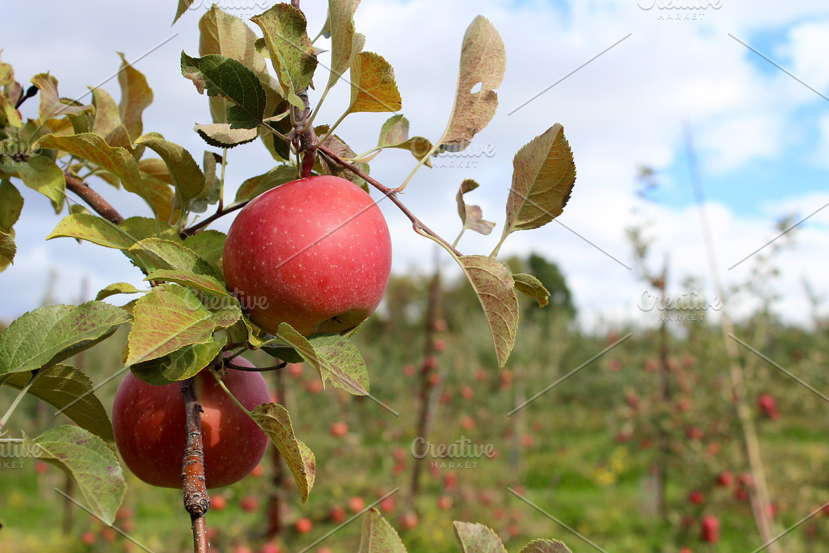 Fall Apple Picking - 10 Stock Photos, a Nature Photo by RIK Photography (Photo 4 of 8)