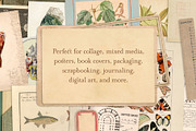 Vintage Bundle – 60% Off! – 21 Packs, an Object Graphic by The Object Atlas (Thumbnail 5 of 26)