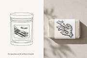 Medicinal Roots Illustrations Set, a Healthcare Illustration by Yevheniia (Thumbnail 11 of 12)