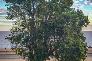 Big tree by the sea under calm sky, a Nature Photo by DanFLCreativo
