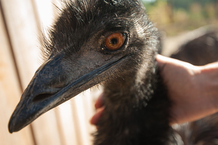Ostrich and female hands stock photo containing feather and eyes, an Animal Photo by Jan Jack Russo Media