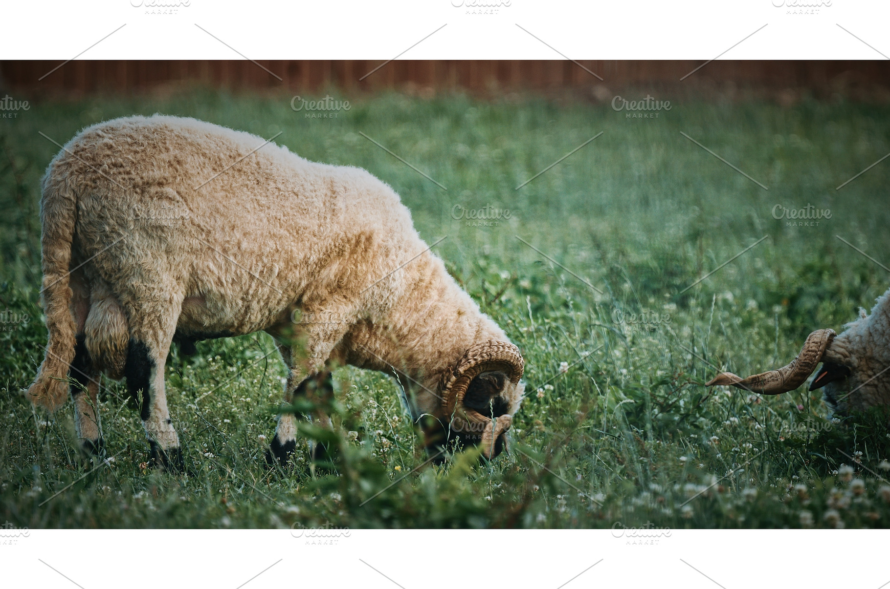 Welsh Mountain Sheep grazing calmly, an Animal Photo by Our Amazing World
