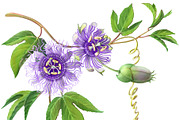 Passion Flower Pencil Illustration, an Illustration by Anna Repp Illustration (Thumbnail 3 of 7)