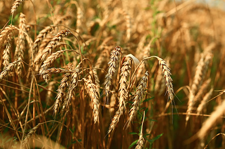 Wheat field. The concept of the global food crisis.