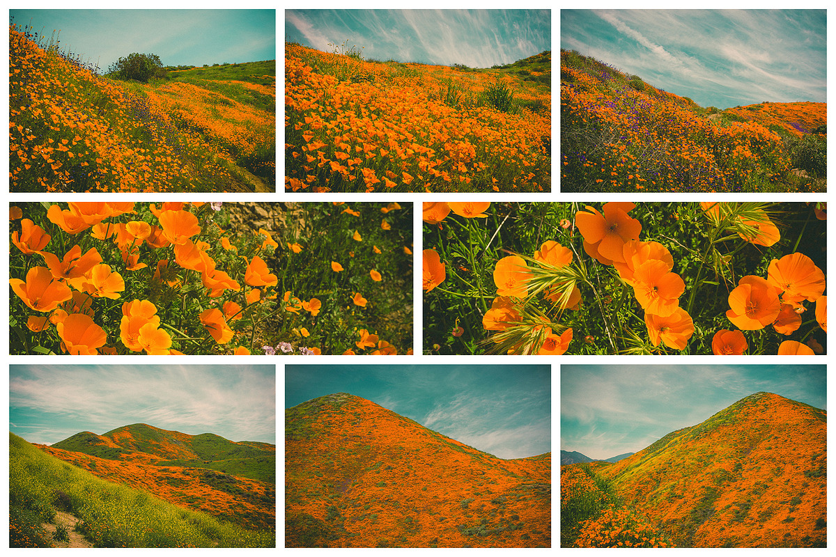 California Poppies Photo Bundle, a Nature Photo by Megs Lang (Photo 5 of 6)