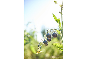 Black tomatoes grow on the vine in a, a Nature Photo by IlliaBondarPhotography