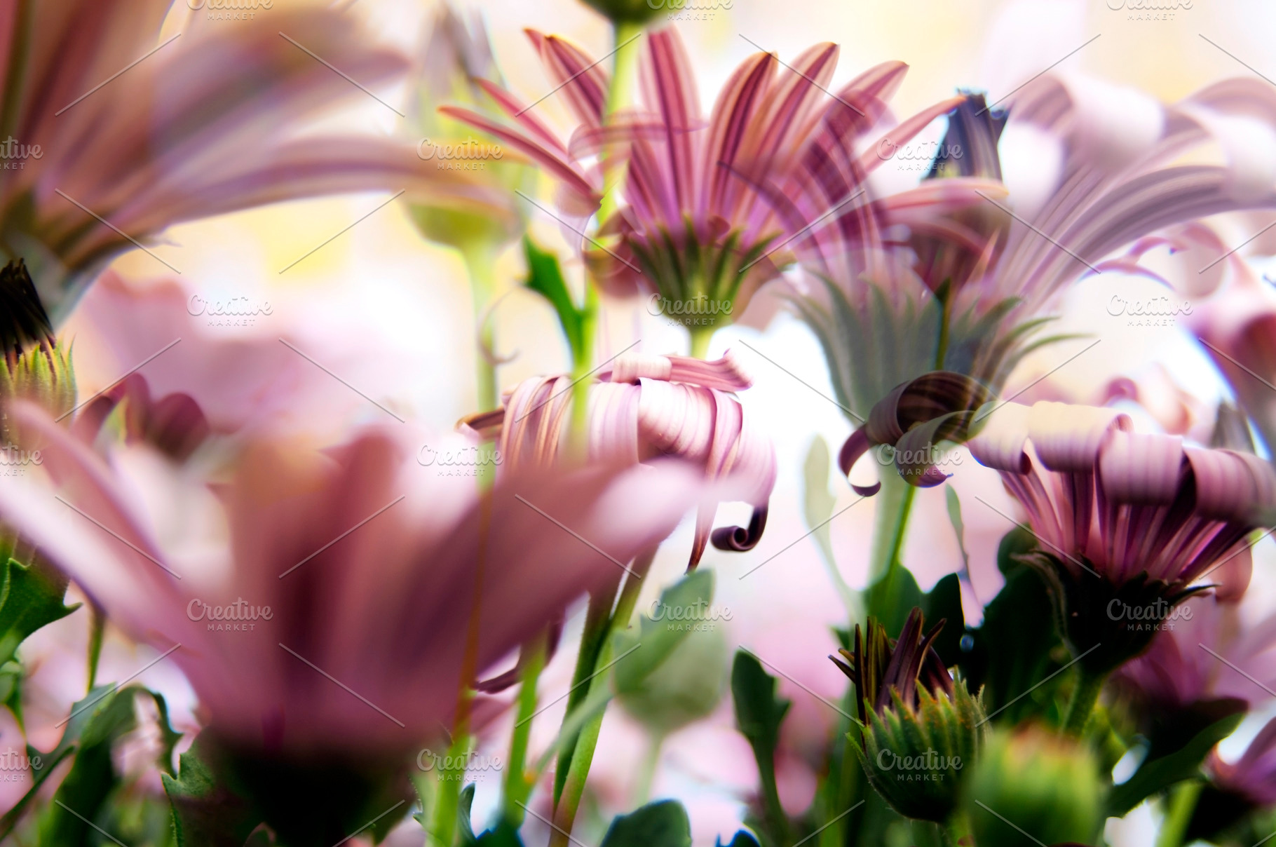Floral Background, a Background Photo by THP Creative