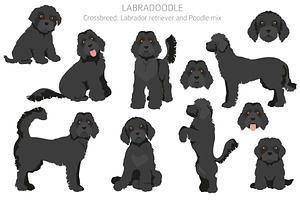 Labradoodle Clipart