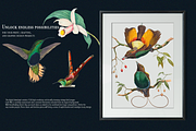 1150 Vintage Bird Illustratins, an Animal Illustration by Lilithcollageart (Thumbnail 3 of 10)