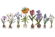 Spring Bulbous flowers, a Decorative Illustration by handsketched (Thumbnail 5 of 10)