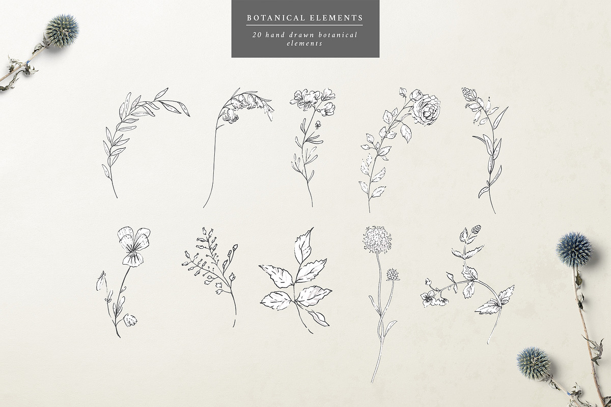 Botanical Graphic Collection, an Illustration by Twigs and Twine (Photo 3 of 10)